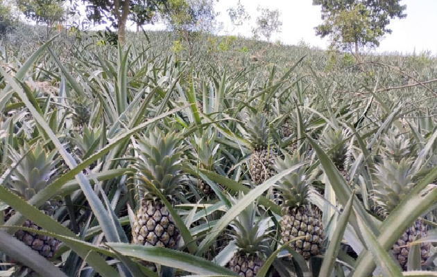 হানিকুইন আনারস