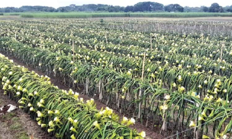 শত শত বাতি জ্বালিয়ে ঝিনাইদহে চলছে ড্রাগন চাষ ড্রাগন চাষ